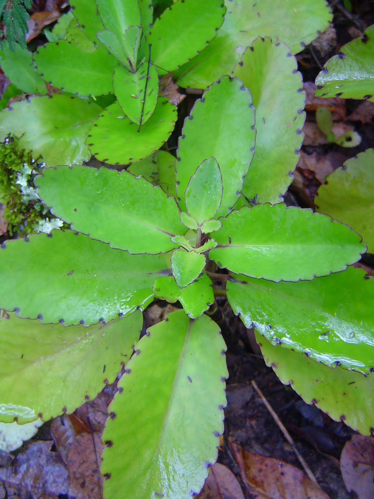 Kalanchoes Contra El Cancer Y Otras Enfermedades Blog