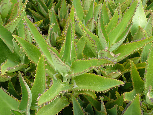 Kalanchoes Contra El Cancer Y Otras Enfermedades Blog