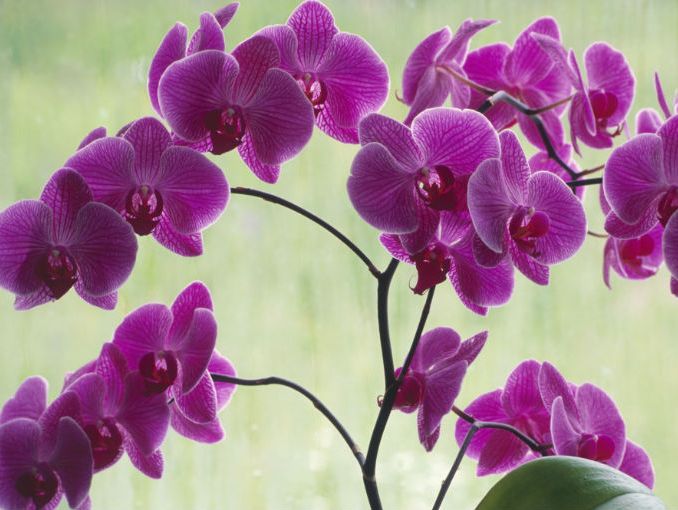 Qué decimos cuando regalamos orquídeas? | Blog Floristeria Online Pétalos