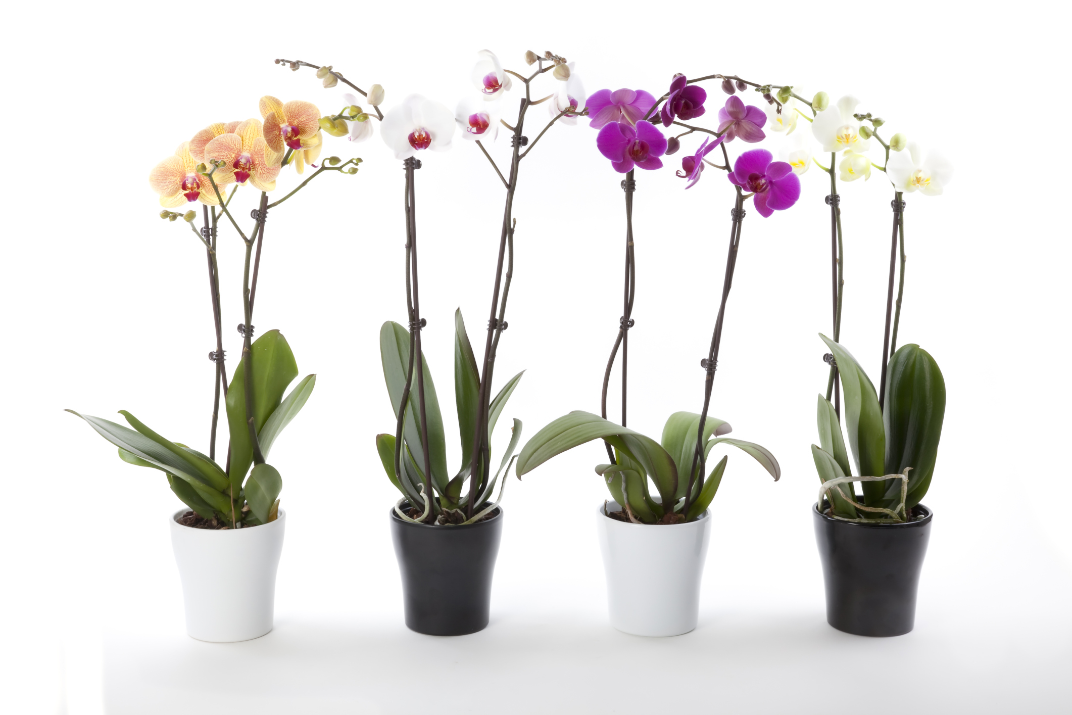 Cuáles son los cuidados que necesitan las orquídeas? | Blog Floristeria  Online Pétalos