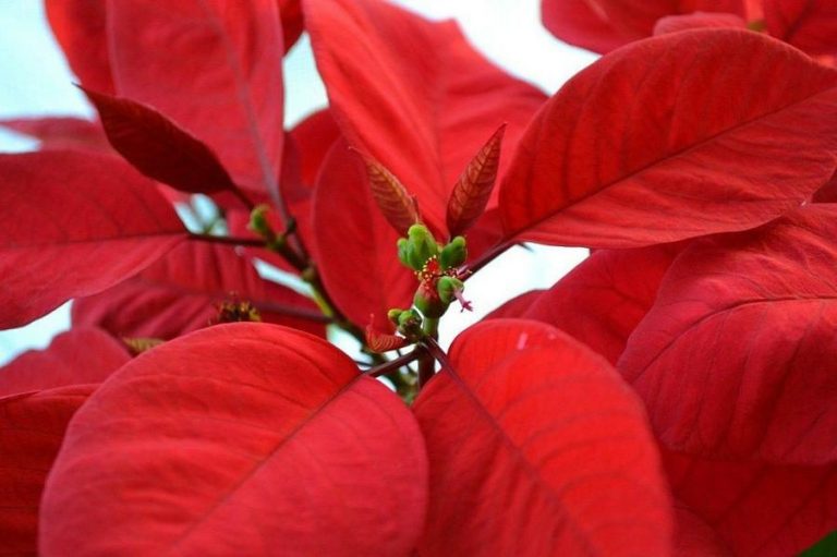 Flor de Pascua