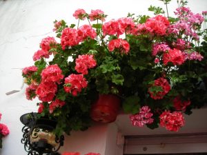 flores para las macetas de tu jardín en verano