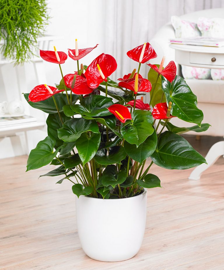 TODO LO QUE NECESITAS SABER PARA MANTENER TU ANTHURIUM EN PERFECTO ESTADO.  | Blog Floristeria Online Pétalos