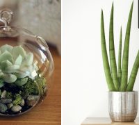 plantas que necesitan menos agua