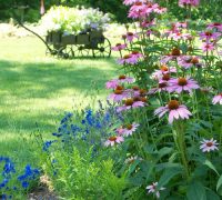 cuidar las plantas en verano