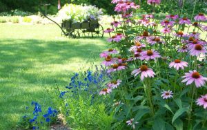 cuidar las plantas en verano