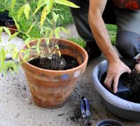 trasplantar tus plantas