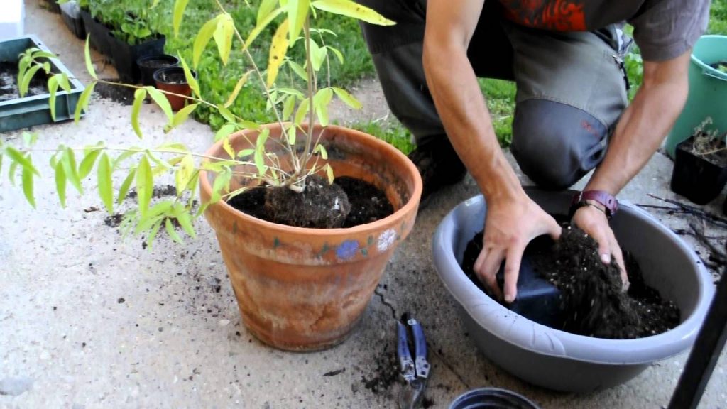 trasplantar tus plantas