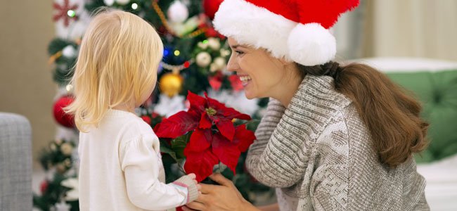 las mejores flores y plantas para regalar en Navidad