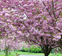 campos de flores más bellos de España en primavera