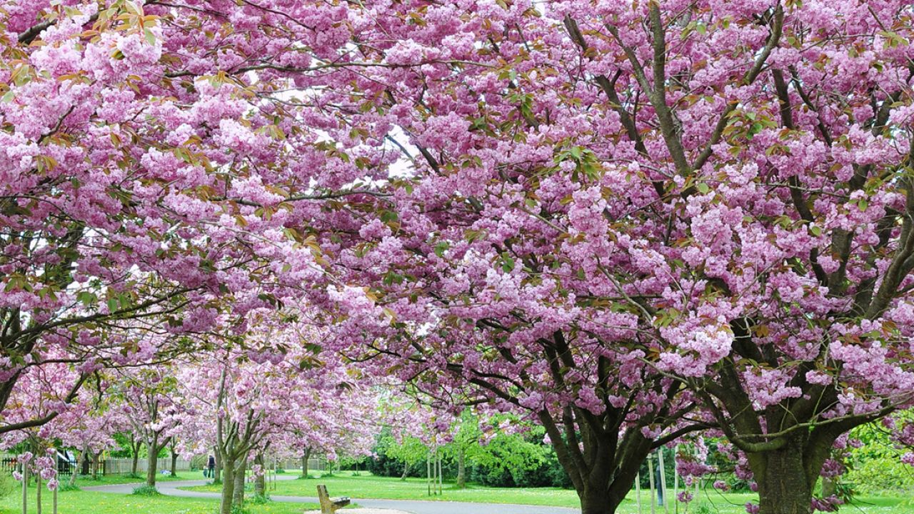 Los campos de flores más bellos de España en primavera | Blog Floristeria  Online Pétalos