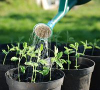 regar las plantas en verano