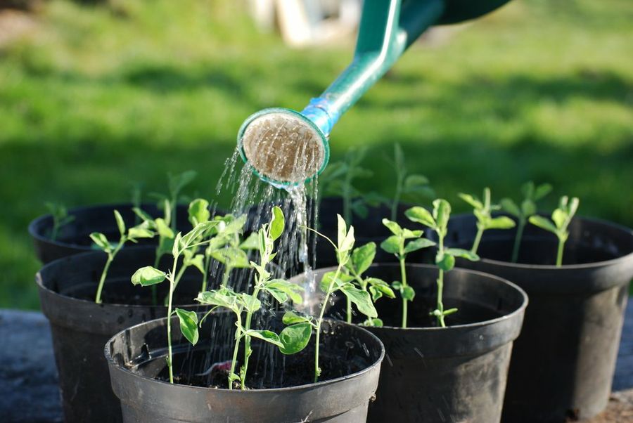 regar las plantas en verano