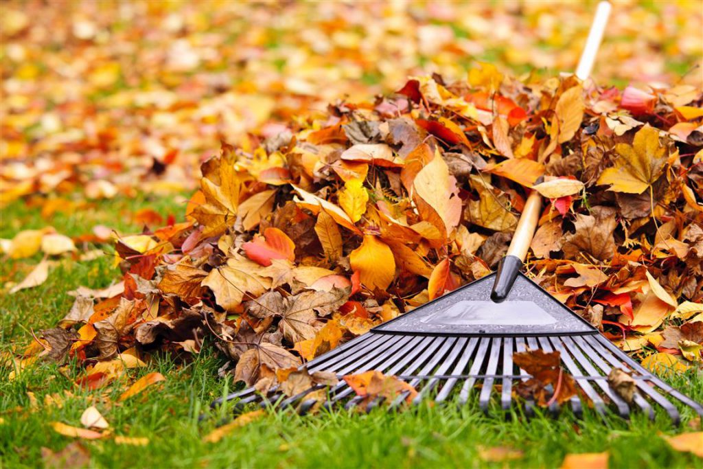 cuidados para el jardín en otoño