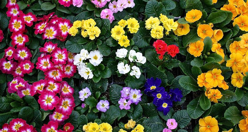 qué flores plantar en otoño