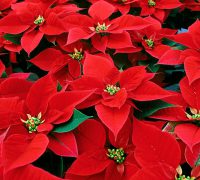 plantas y flores para regalar en Navidad