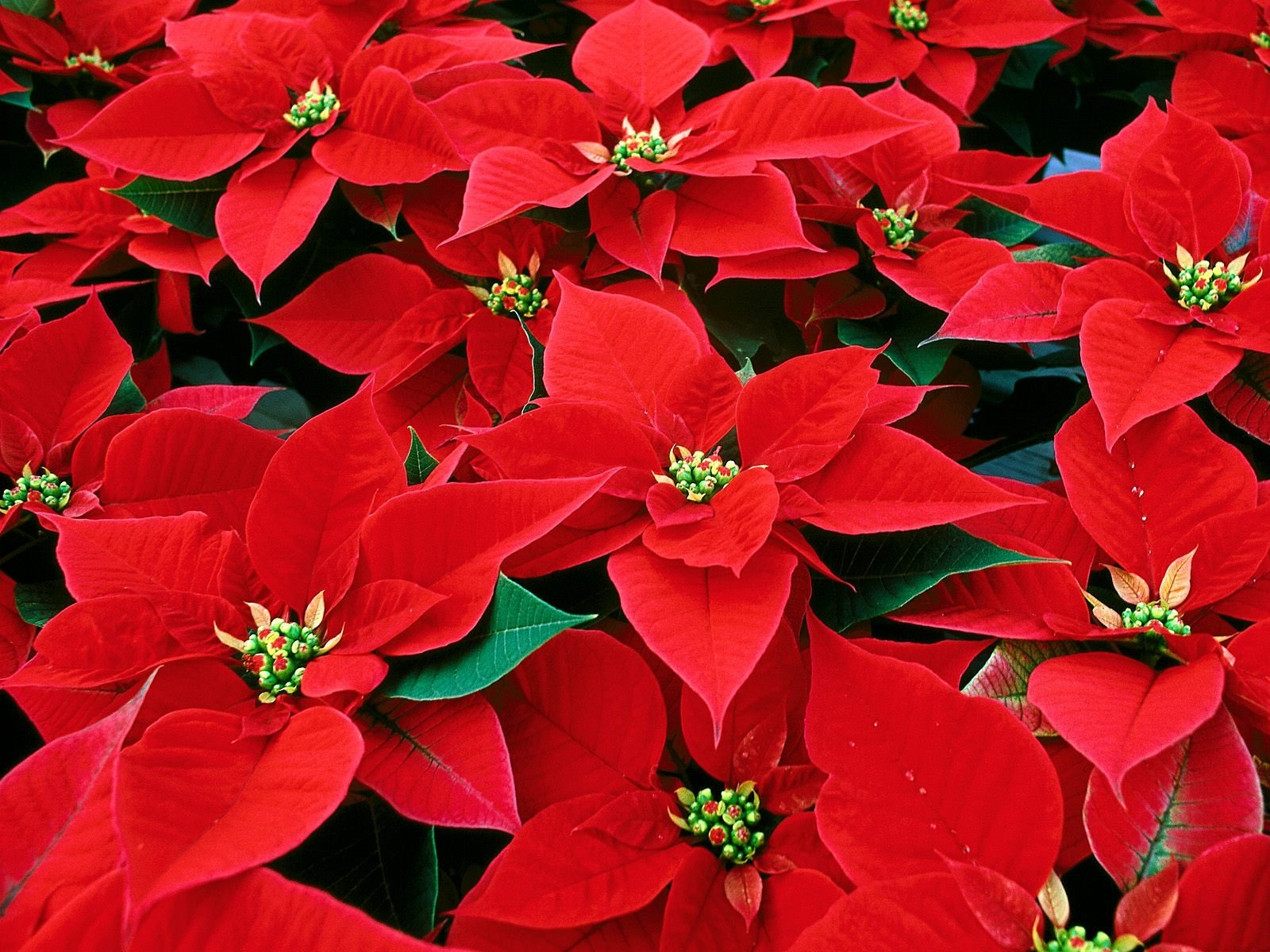 plantas y flores para regalar en Navidad