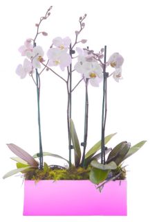 Centro de orquídeas Belén