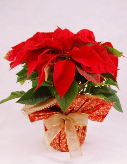 Flor de Pascua  Lucía