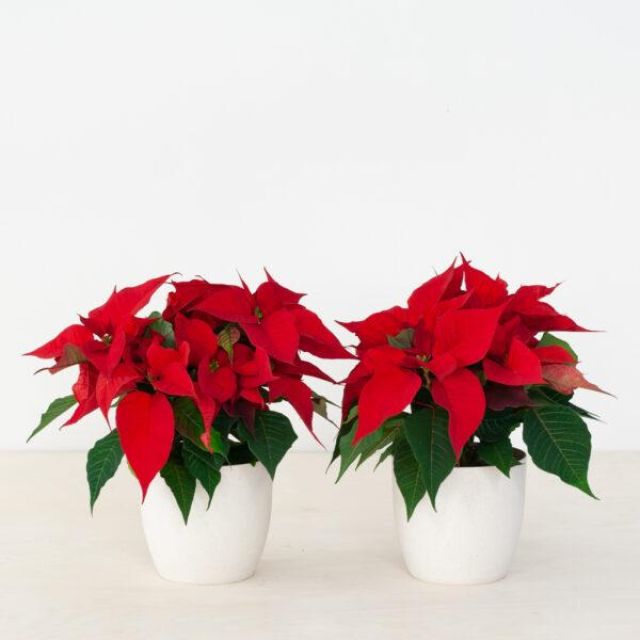 Flor de Pascua Dyren