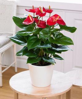 Planta anthurium Leandro