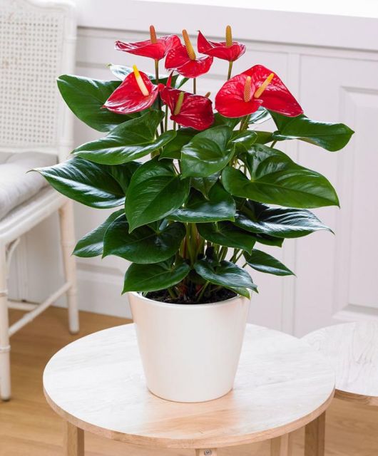 Planta anthurium Leandro