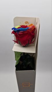 Rosa eterna ó preservada Arco iris