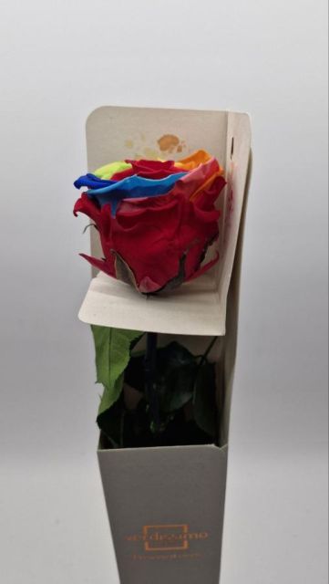 Rosa eterna ó preservada Arco iris