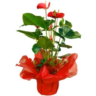 Planta anthurium Kendi