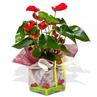 Planta anthurium Casia