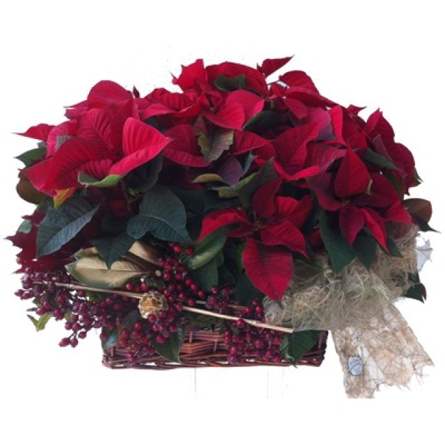 Flor de Pascua Jéssica