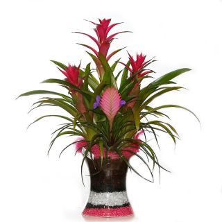 Planta Guzmania Keila