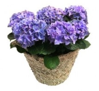 Centro de hortensias Lupe