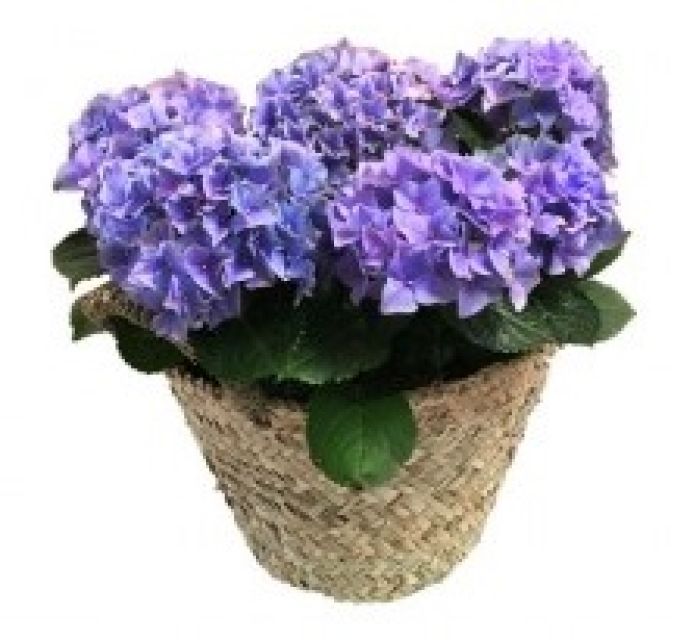 Centro de hortensias Lupe