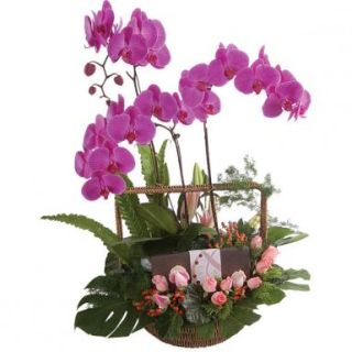 Centro de orquídeas Rosa