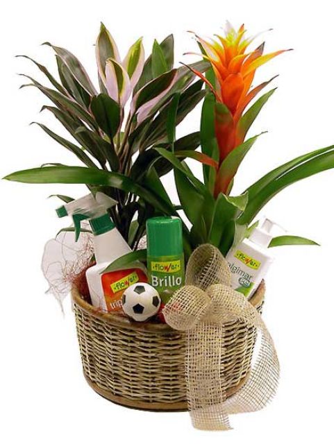 Cesta de plantas y productos de cuidados