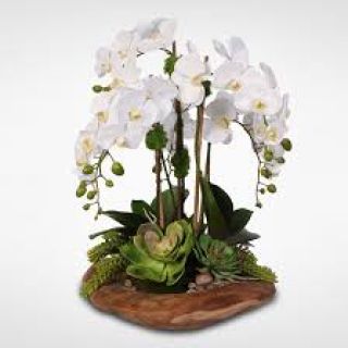 Centro de orquídeas Marilina