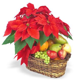 Cesta de Navidad Estrella