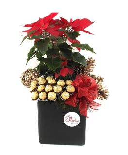 Flor de Pascua Leocadia