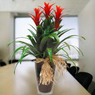 Planta Guzmania Cleo