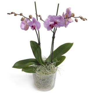 Orquídea Ada