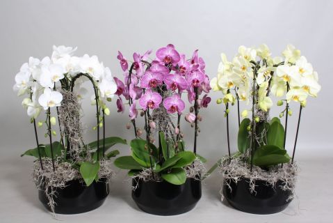 Centro de orquídeas Vanesa