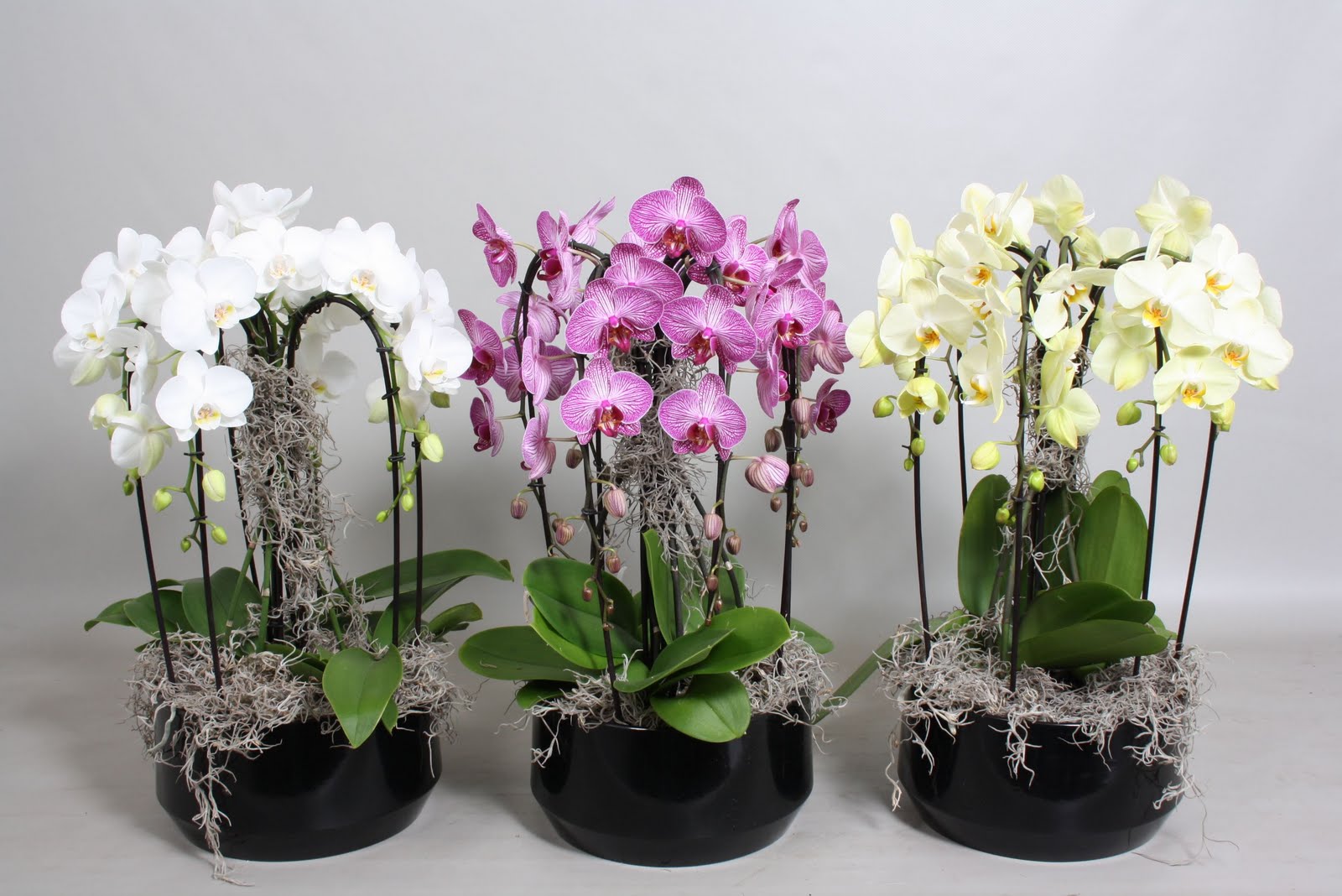 En realidad muerto Pensar en el futuro Centro de orquídeas Vanesa