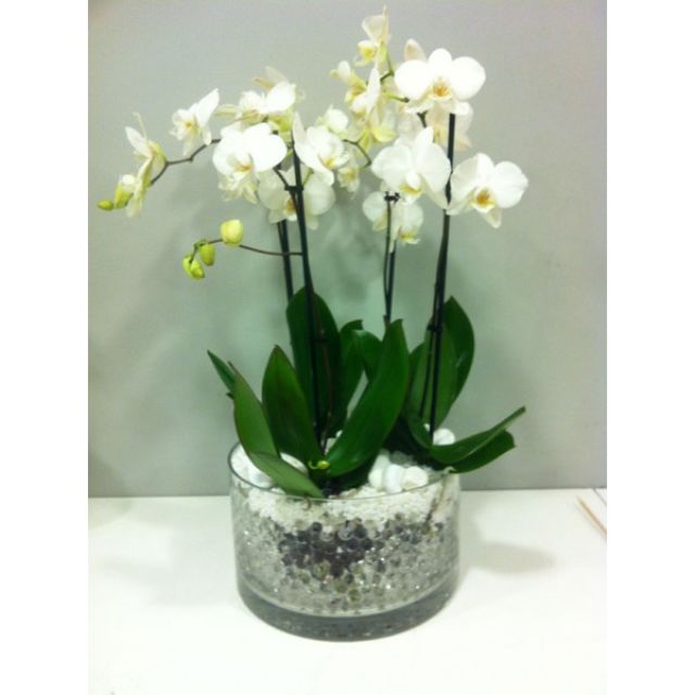 Centro de orquídeas Slava