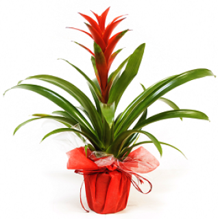 Planta Guzmania Mabel