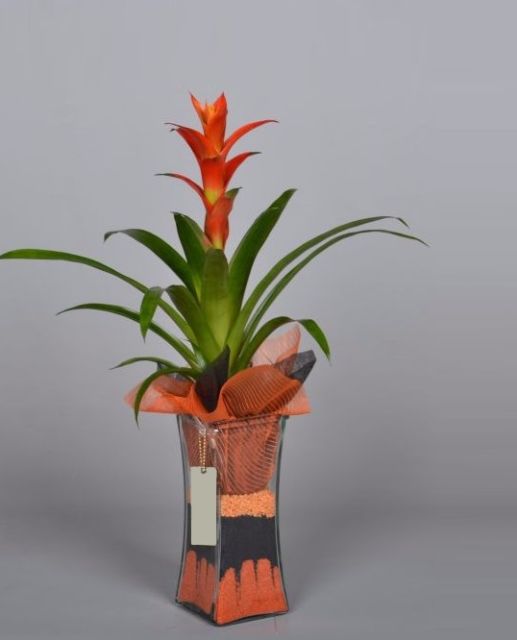 Planta Guzmania Aitor