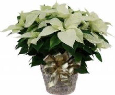 Flor de Pascua White