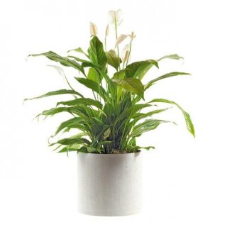 Planta spathiphyllum Argos