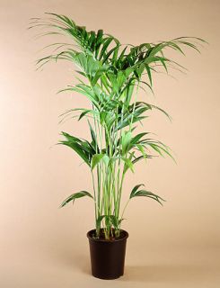 Planta Howea Forsteriana