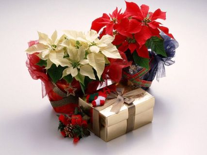 Flor de Pascua Lena